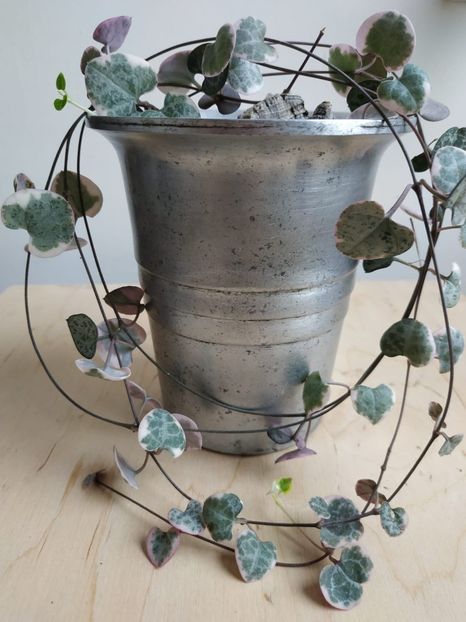  - plantutele mele
