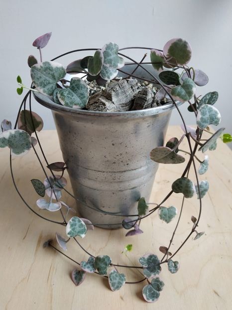  - plantutele mele