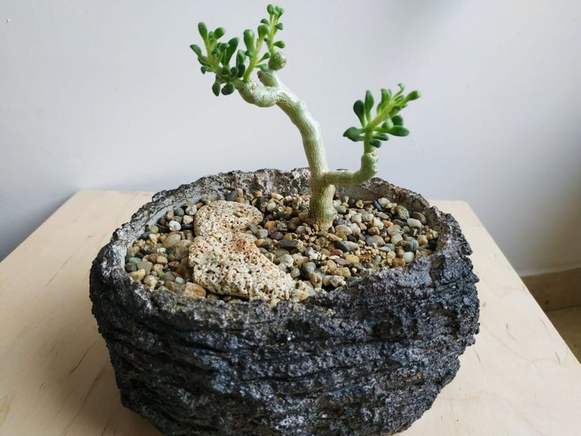  - plantutele mele