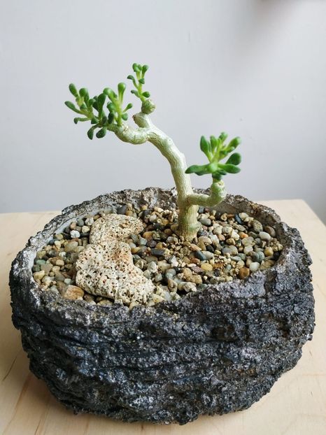  - plantutele mele