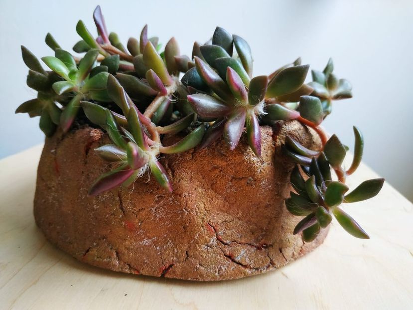  - plantutele mele