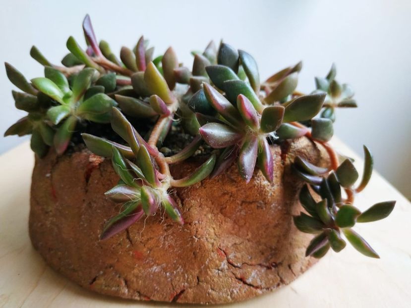  - plantutele mele