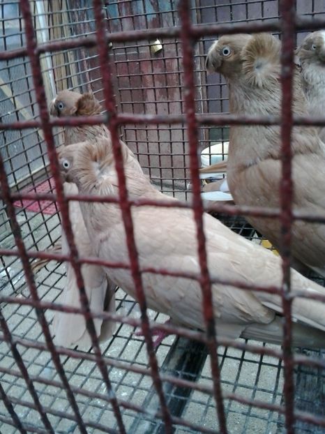 2018-10-19 14.12.10 - JDB GALBENI