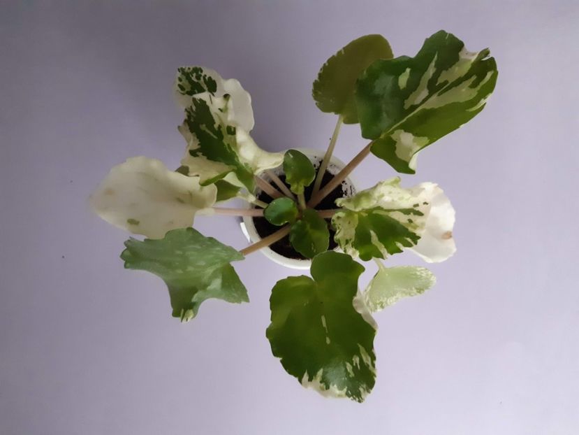 23.11.2019 - Willodene