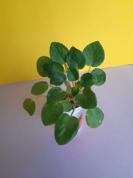 23.11.2019 - Ramblin Lace