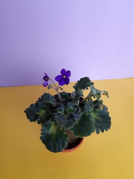 23.11.2019 - Mov Cret