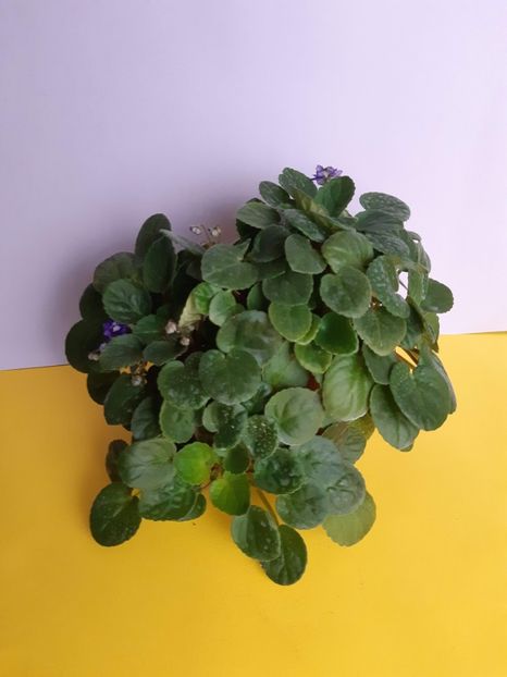 23.11.2019 - Ajohn s Raquel