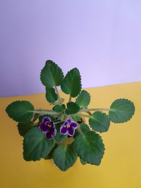 23.11.2019 - MAC S GLACIAL GRAPE