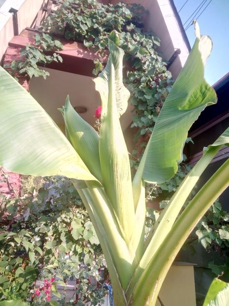  - Banan