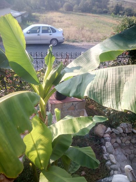  - Banan