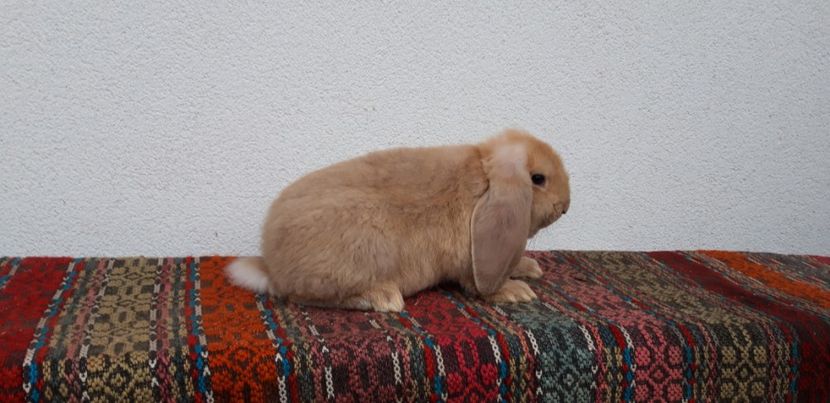 2,095 kg - Cuib 24-09-2019