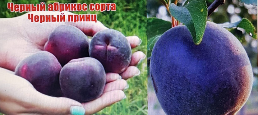  - CAISUL NEGRU de Rusia