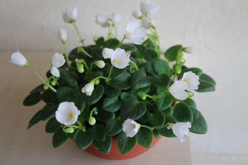 Honeymoon Trail poza net - Honeymoon Trail