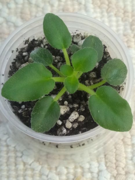 22 nov - Honeymoon Trail