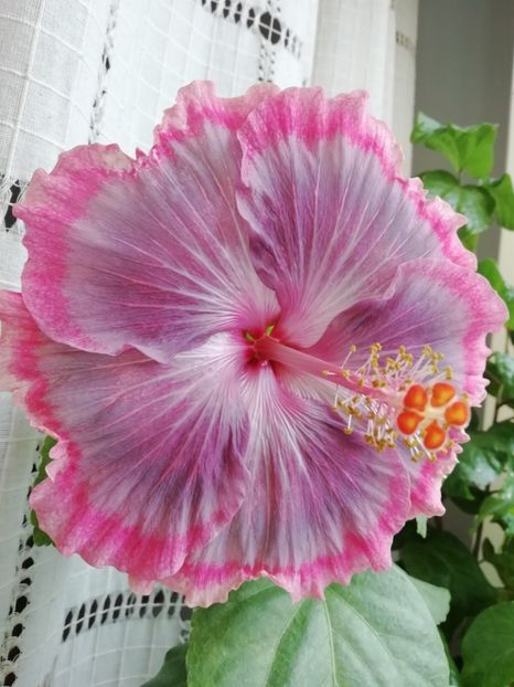 23.11.2019 - Purple Pashmina