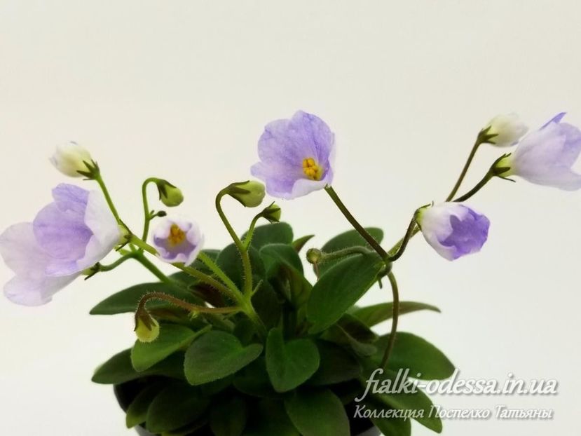 LE Rhein poza net - LE Rhein