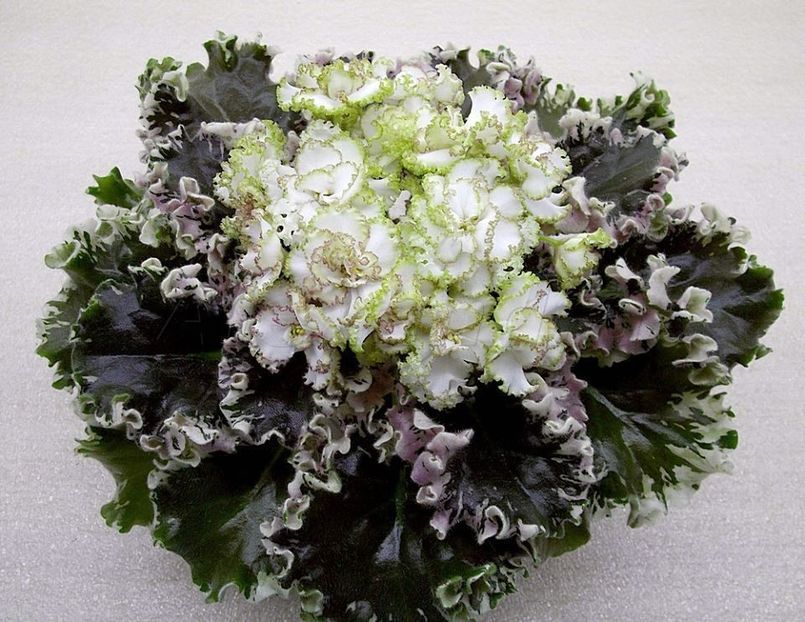 Ian Kapriz poza net - Ian Kapriz