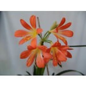 clivia spider x gelb planta 45 - Bulbi deosebiti de vanzare