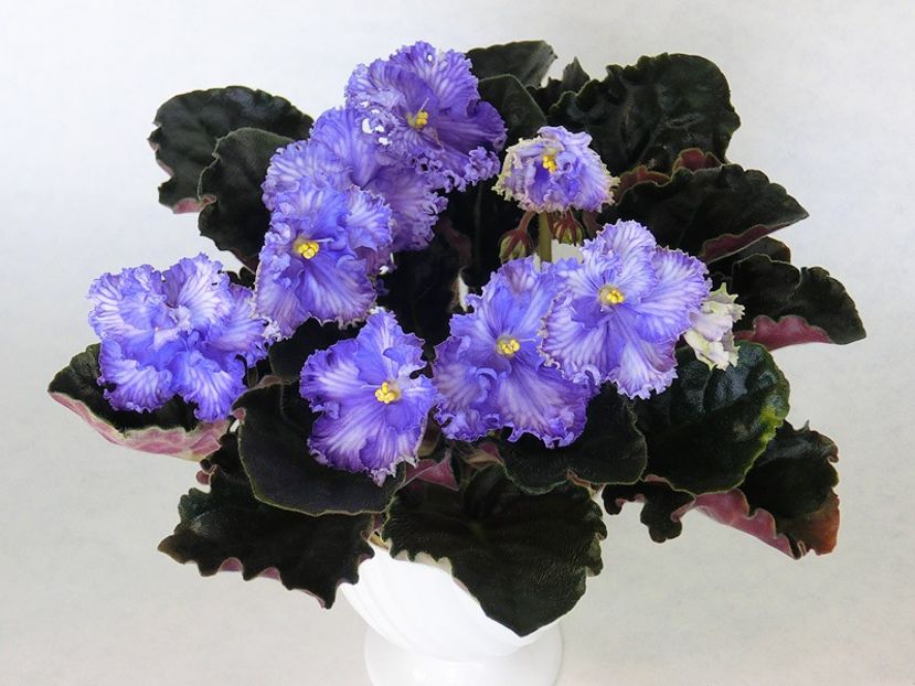 RM  Vasilisa poza net - RM Vasilisa