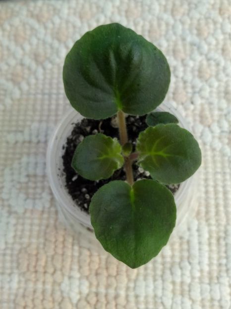 22 nov - RM Vasilisa