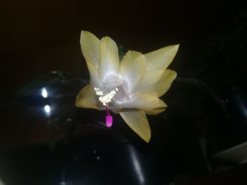  - Schlumbergera 2014-prezent