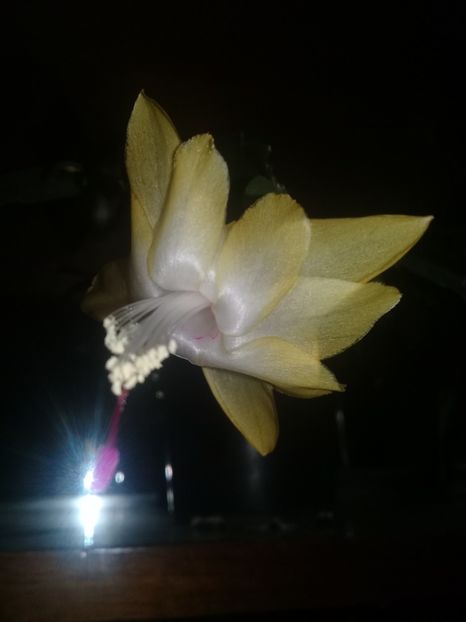  - Schlumbergera 2014-prezent