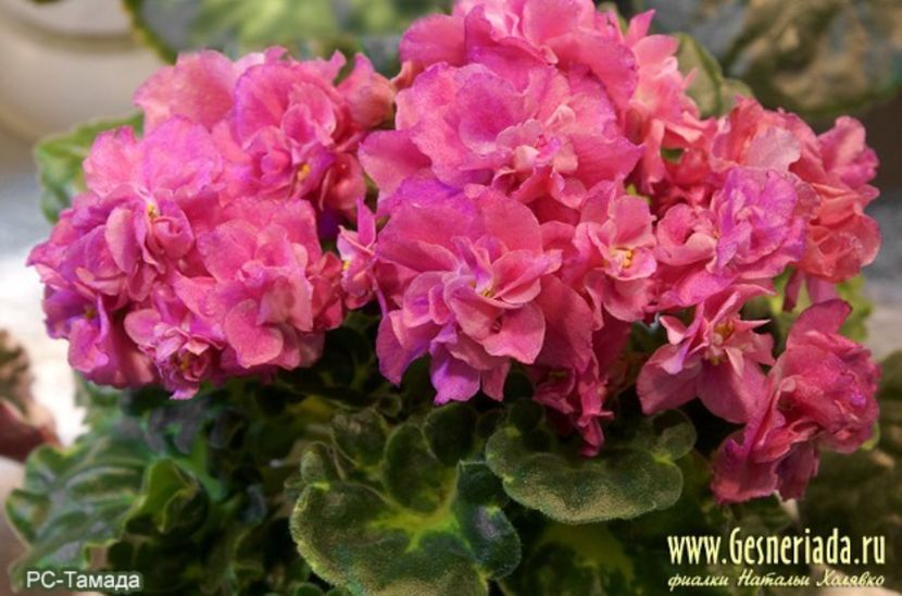 RS Tamada poza net - RS Tamada