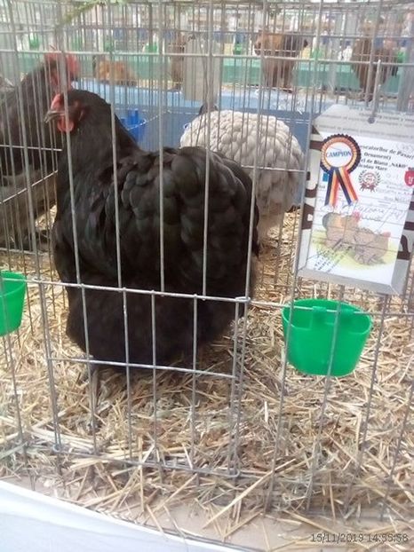 WhatsApp Image 2019-11-17 at 8.47.26 AM - 30---expozitie Sannicolau Mare 15 17 11 2019