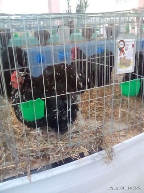 WhatsApp Image 2019-11-17 at 8.47.27 AM (1) - 30---expozitie Sannicolau Mare 15 17 11 2019