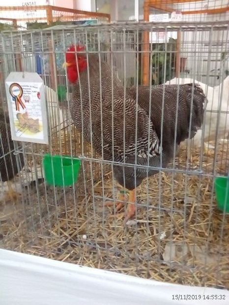 WhatsApp Image 2019-11-17 at 8.47.28 AM (1) - 30---expozitie Sannicolau Mare 15 17 11 2019