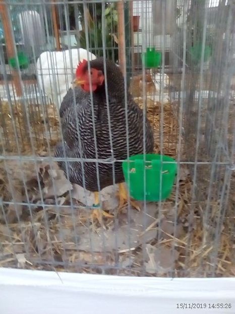 WhatsApp Image 2019-11-17 at 8.47.28 AM - 30---expozitie Sannicolau Mare 15 17 11 2019