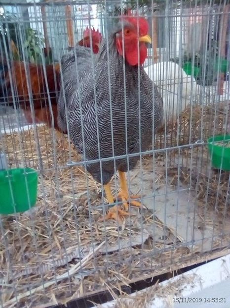 WhatsApp Image 2019-11-17 at 8.47.29 AM (1) - 30---expozitie Sannicolau Mare 15 17 11 2019