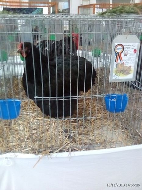 WhatsApp Image 2019-11-17 at 8.47.29 AM - 30---expozitie Sannicolau Mare 15 17 11 2019