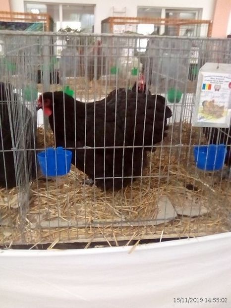 WhatsApp Image 2019-11-17 at 8.47.30 AM (1) - 30---expozitie Sannicolau Mare 15 17 11 2019