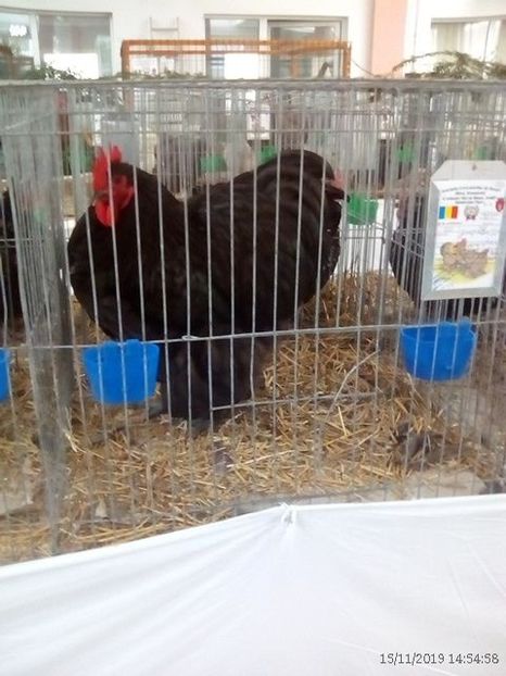 WhatsApp Image 2019-11-17 at 8.47.30 AM - 30---expozitie Sannicolau Mare 15 17 11 2019