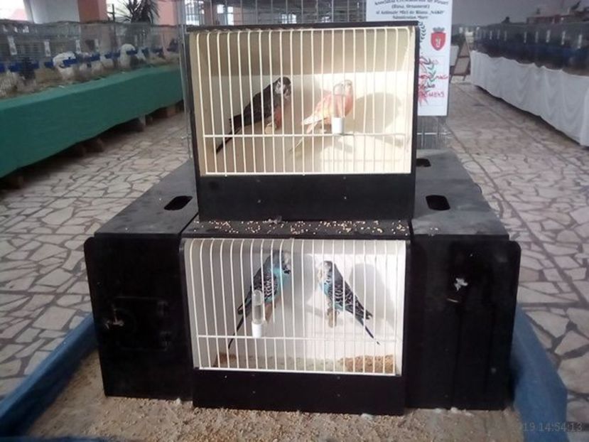 WhatsApp Image 2019-11-17 at 8.47.31 AM (1) - 30---expozitie Sannicolau Mare 15 17 11 2019