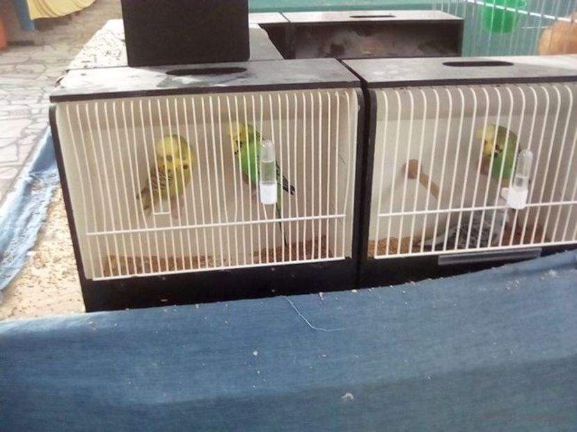 WhatsApp Image 2019-11-17 at 8.47.31 AM (2) - 30---expozitie Sannicolau Mare 15 17 11 2019