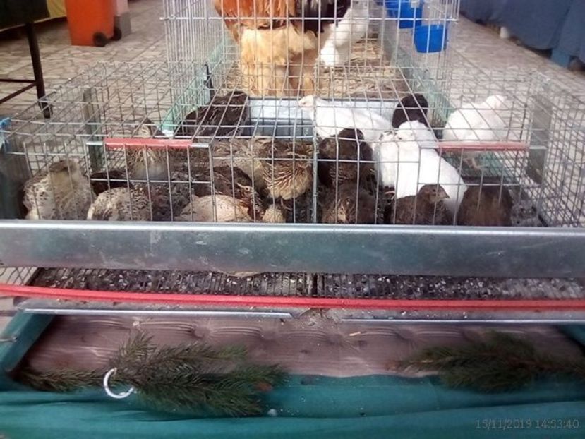 WhatsApp Image 2019-11-17 at 8.47.31 AM - 30---expozitie Sannicolau Mare 15 17 11 2019