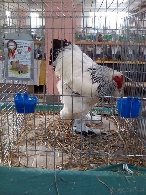 WhatsApp Image 2019-11-17 at 8.47.32 AM (1) - 30---expozitie Sannicolau Mare 15 17 11 2019