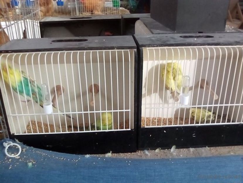 WhatsApp Image 2019-11-17 at 8.47.32 AM (2) - 30---expozitie Sannicolau Mare 15 17 11 2019