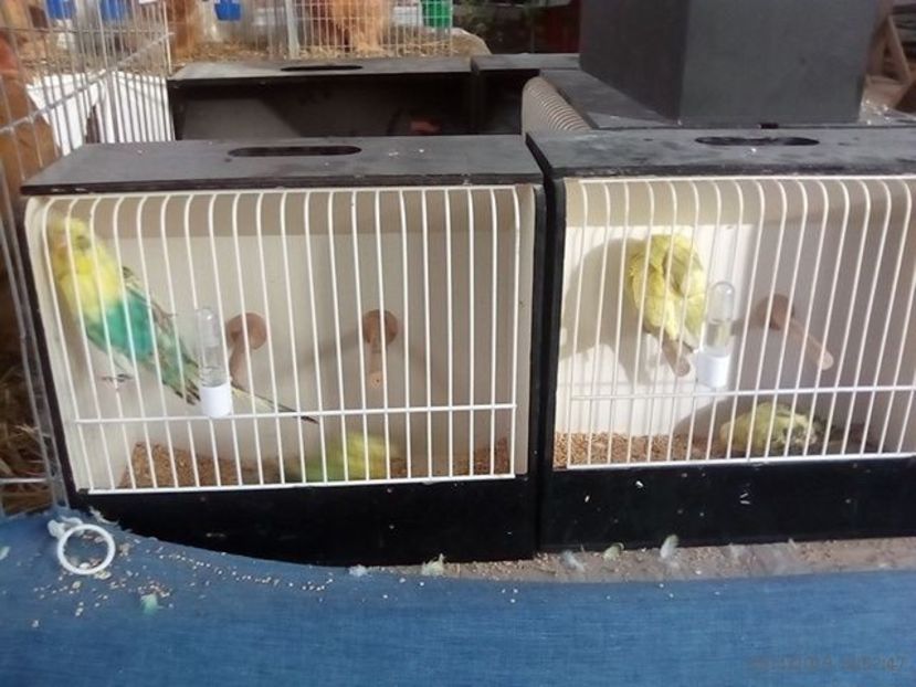 WhatsApp Image 2019-11-17 at 8.47.32 AM (3) - 30---expozitie Sannicolau Mare 15 17 11 2019