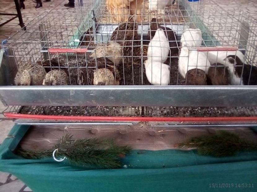 WhatsApp Image 2019-11-17 at 8.47.32 AM (4) - 30---expozitie Sannicolau Mare 15 17 11 2019