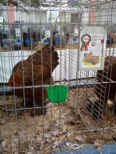 WhatsApp Image 2019-11-17 at 8.47.33 AM - 30---expozitie Sannicolau Mare 15 17 11 2019