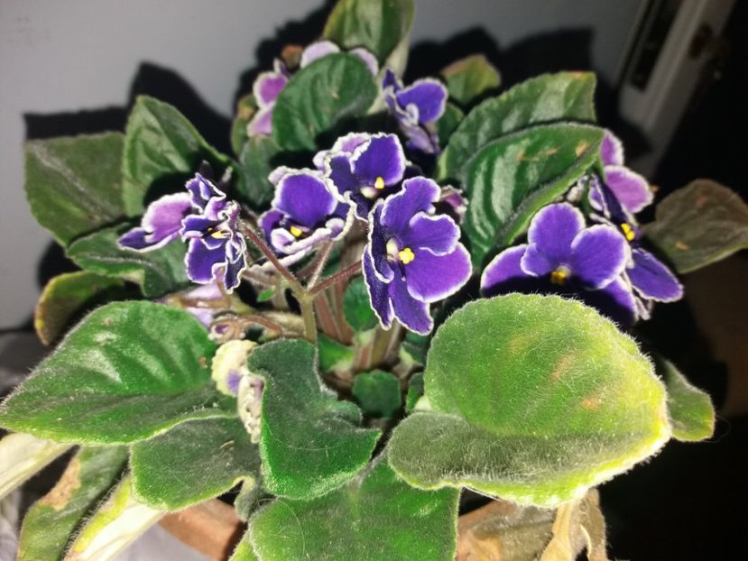  - Florile mele NOIEMBRIE 2019