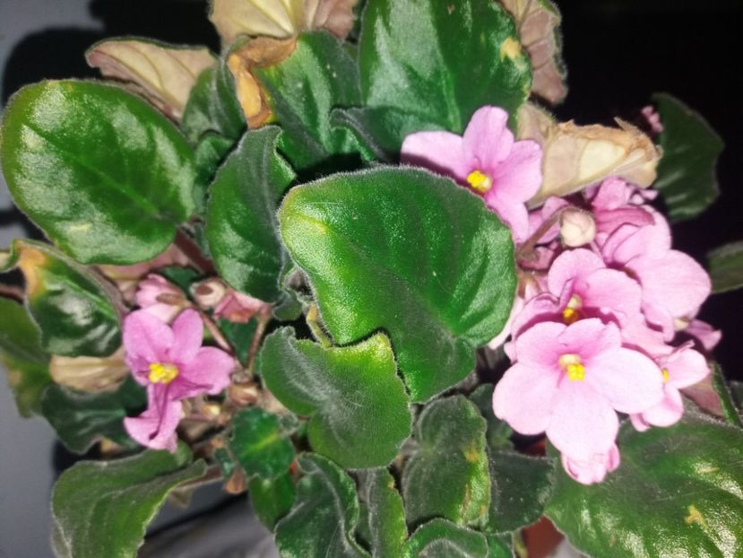  - Florile mele NOIEMBRIE 2019