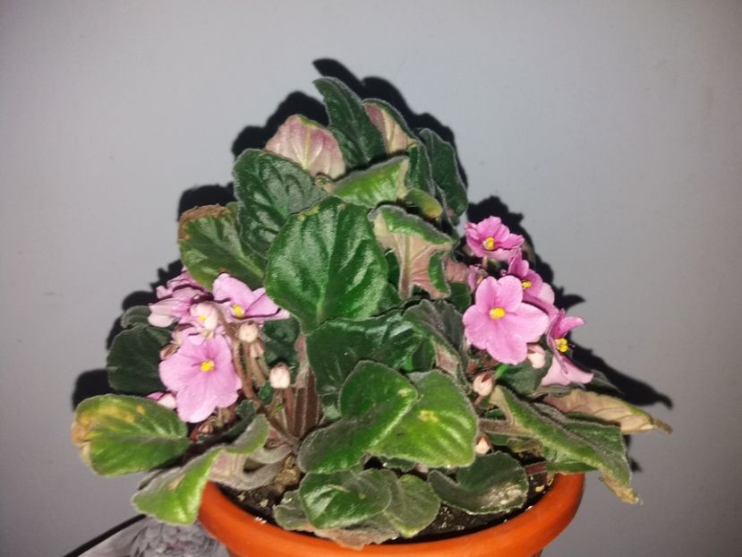  - Florile mele NOIEMBRIE 2019