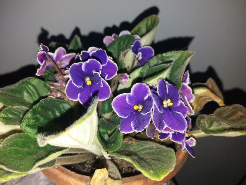  - Florile mele NOIEMBRIE 2019