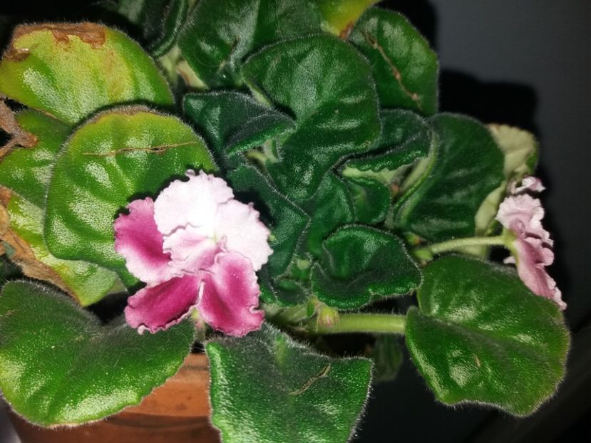  - Florile mele NOIEMBRIE 2019