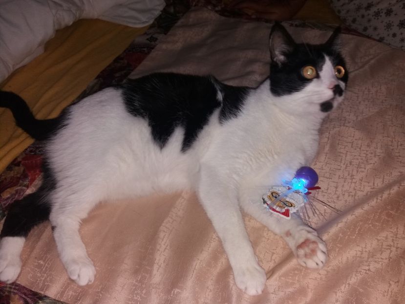  - Pisicii mei în noiembrie 2019