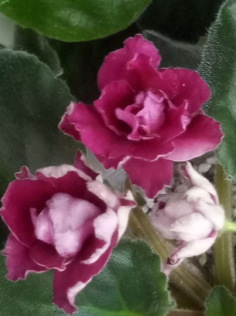 7 nov - ZZ Ness Antique Red